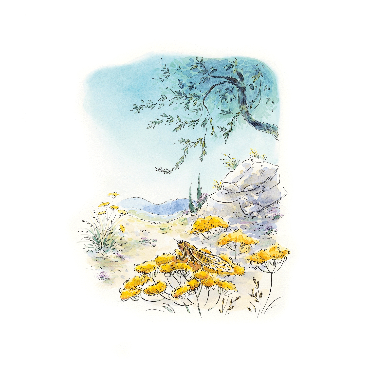 La cigale – Tirage d’art signé – Barbara Brun x Marcel Pagnol