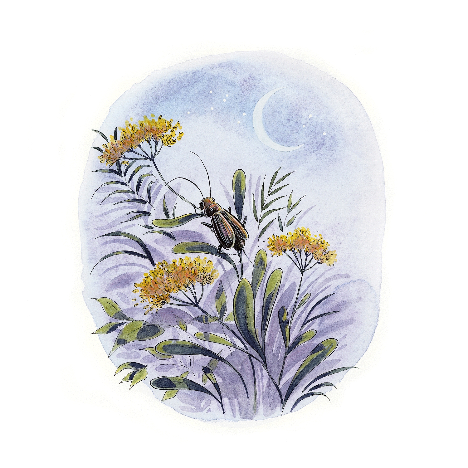 La chanson du grillon – Tirage d’art signé – Barbara Brun x Marcel Pagnol